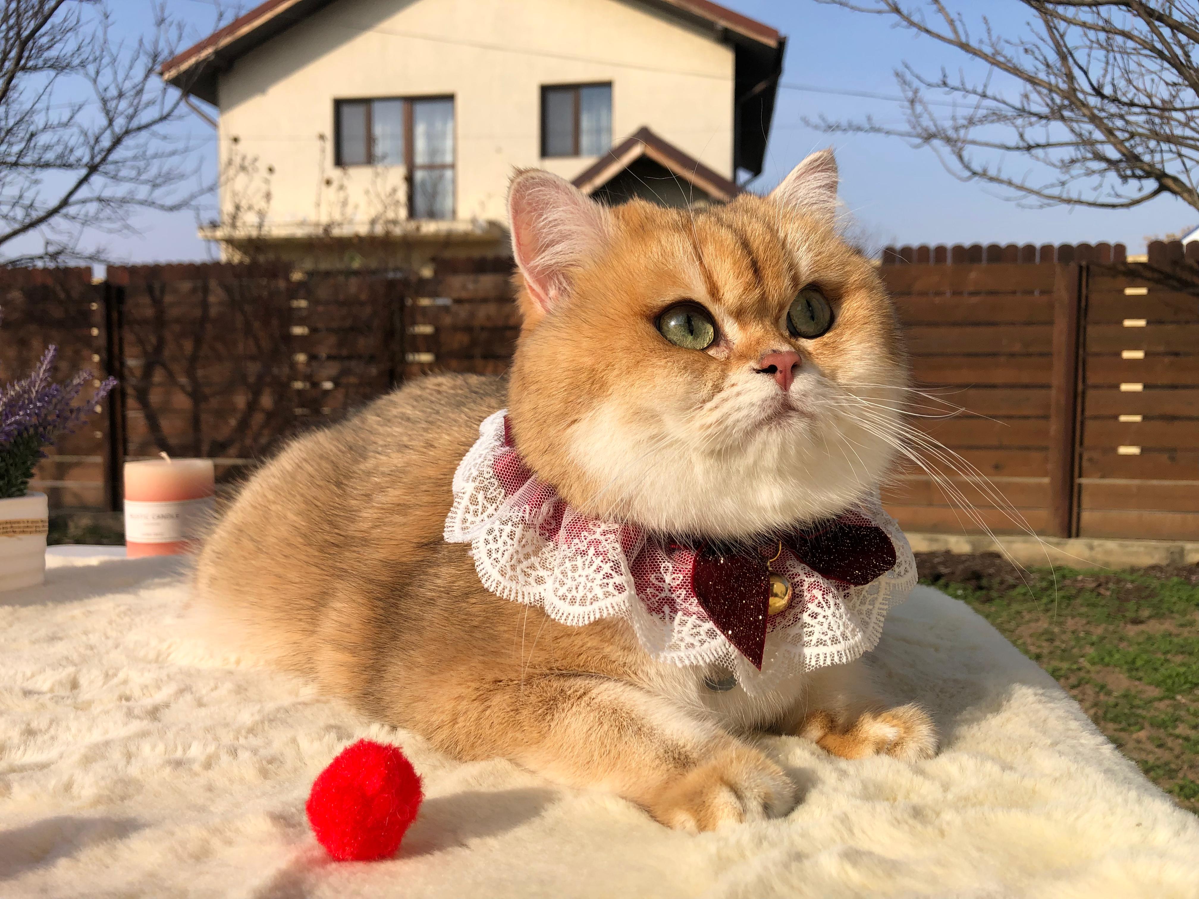 CH. STELLE BRILLANTI IVETTI